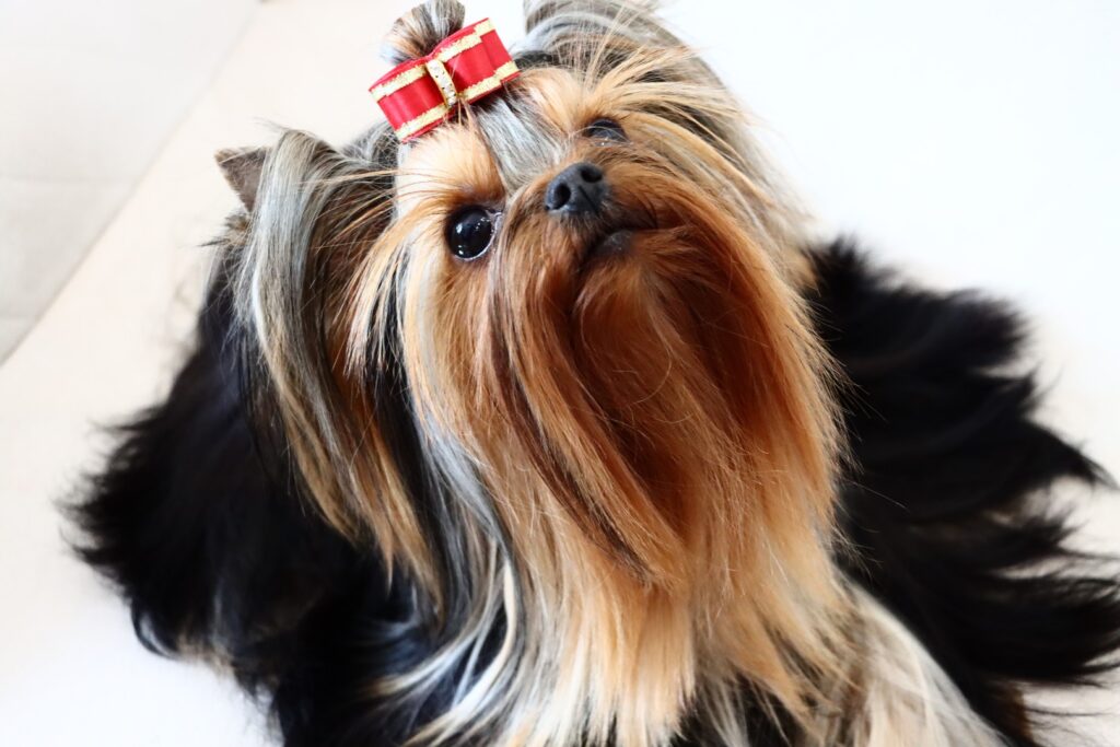 Yorkshire Terrier